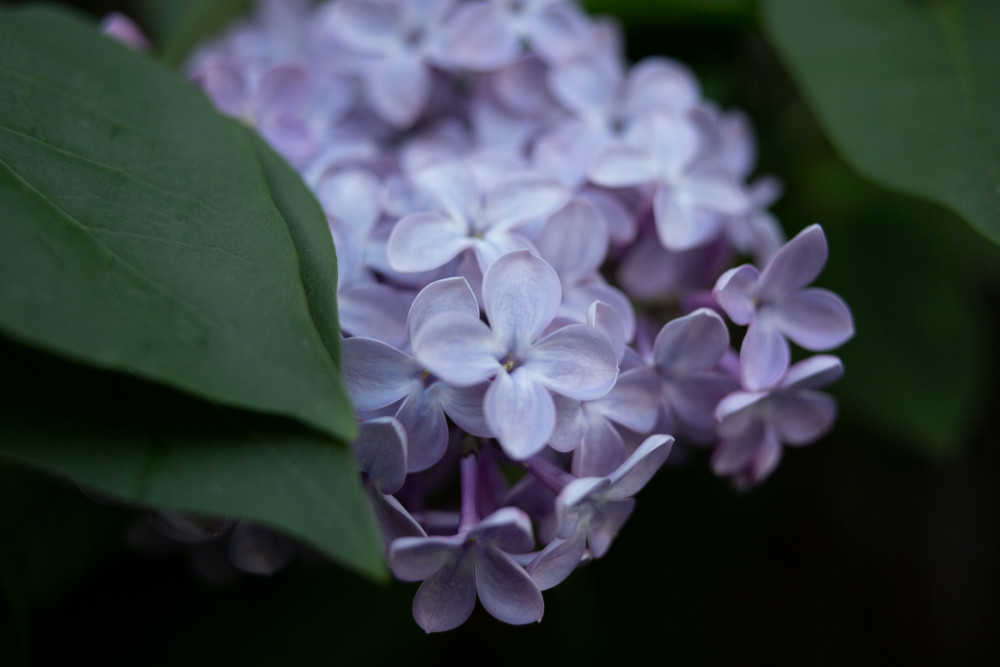 Natur, lila Fliederblüten im Frühling.