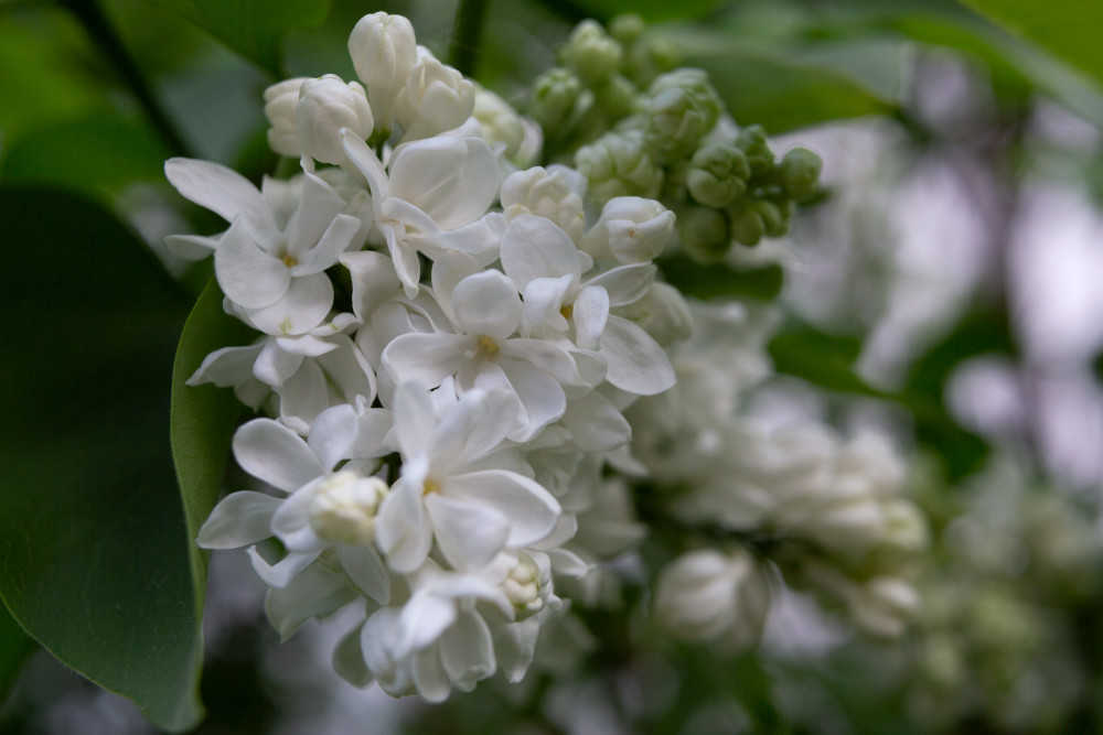 Natur, weiße Flieder Blüten im Frühling